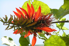 Erythrina variegata